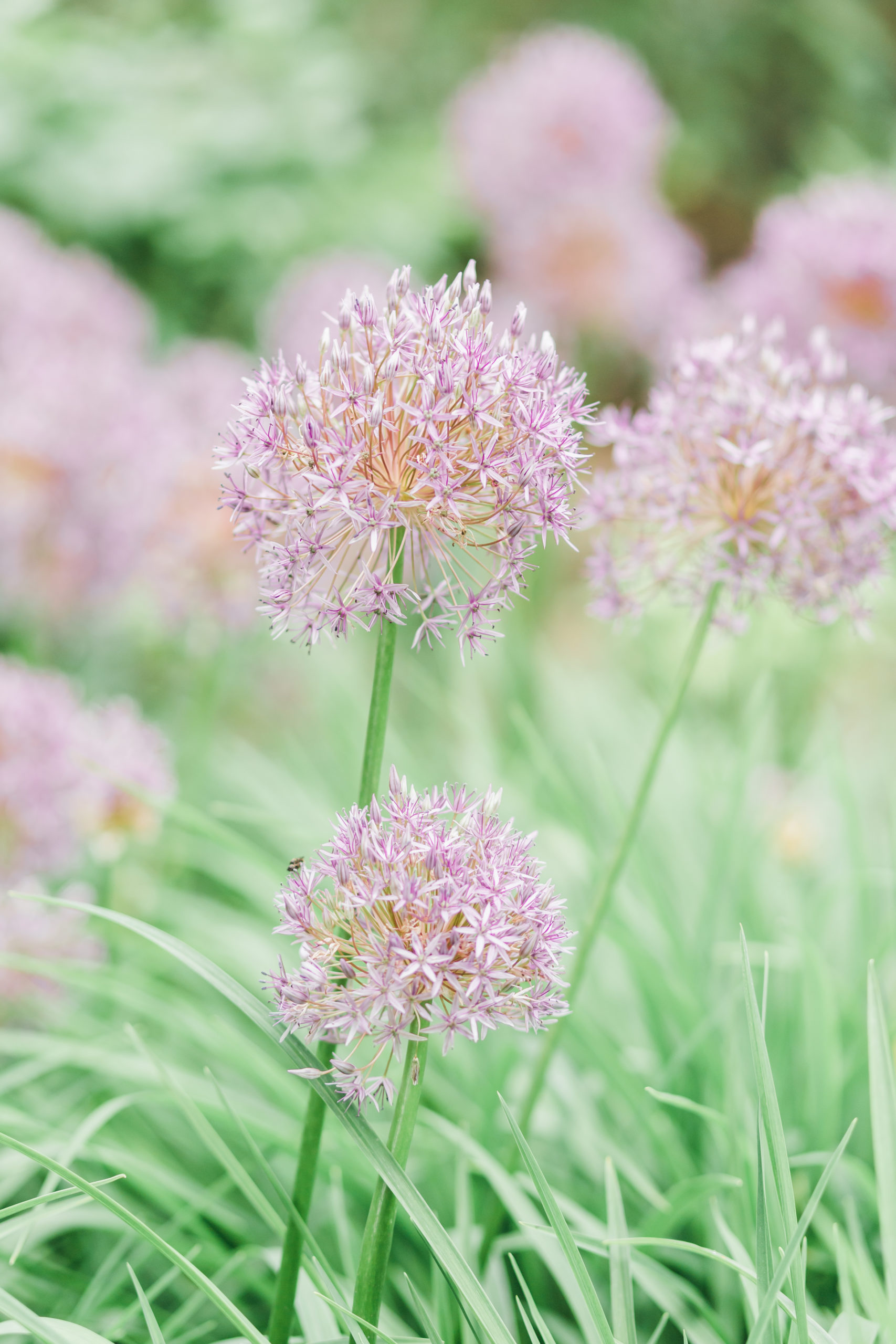 Lilacia Park Family Photos Lombard Photographer